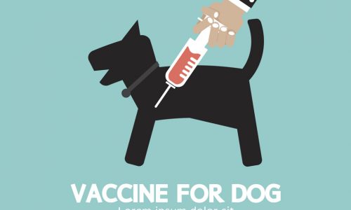 Calendario De Vacunacion Para Perros Y Gatos